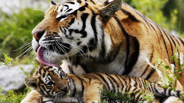 1-filhote-tigre-siberiano-com-m%C3%A3e.jpg